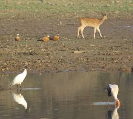 Rantambhore tiger park