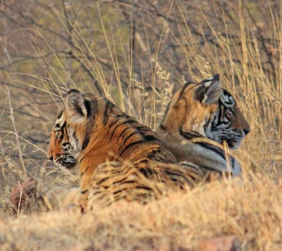 Ranthambore Nationalpark