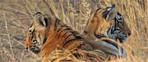 Ranthambore Nationalpark