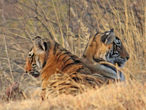 Ranthambore Nationalpark