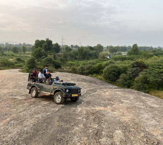 Jawai leoparder Rajasthan