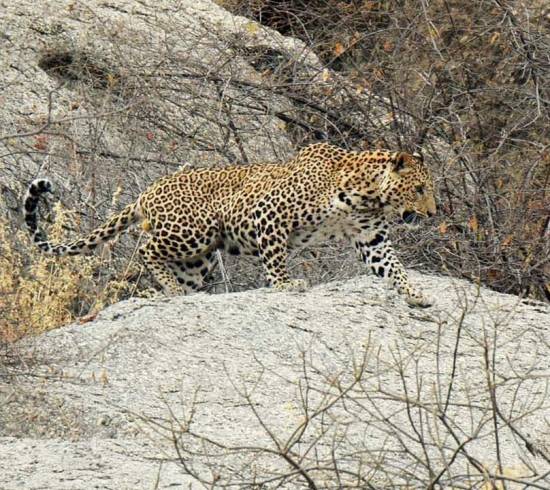 Jawai leopard safari