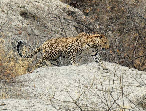 Jawai leopard safari