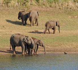 Periyar Nationalpark
