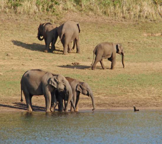 Periyar Nationalpark