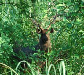 Corbett-National-Park-rejse