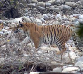 Kiplings-Indien-tiger-Corbett