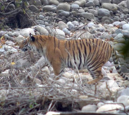 Kiplings-Indien-tiger-Corbett