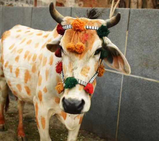 Kiplings-Indien-Indien-hellig-ko