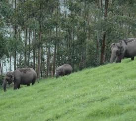 Periyar National Park 