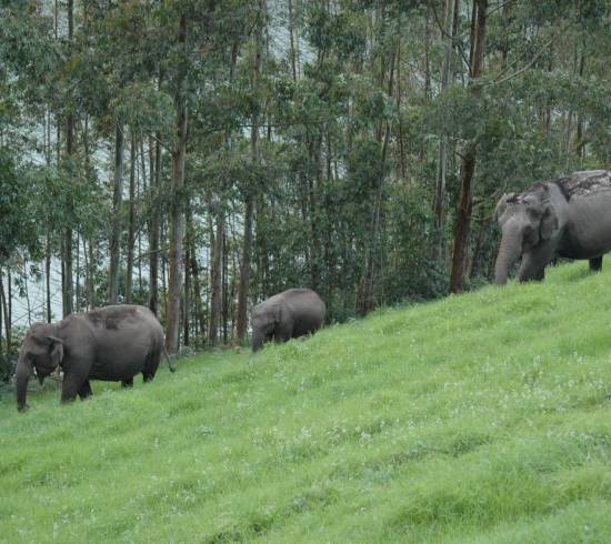 Periyar National Park 