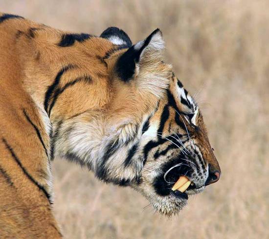 tigerpark, Ranthambhore