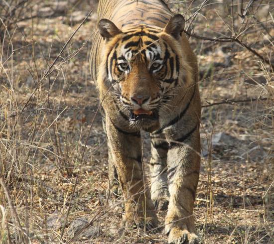 Kanha tiger