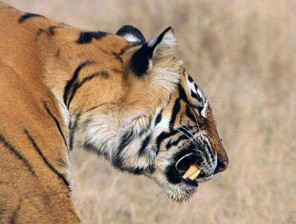 tigerpark, Ranthambhore