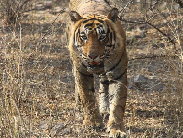 Kanha tiger