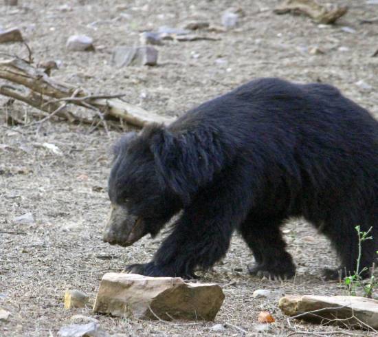 Kanha læbebjørn Sloth Bear