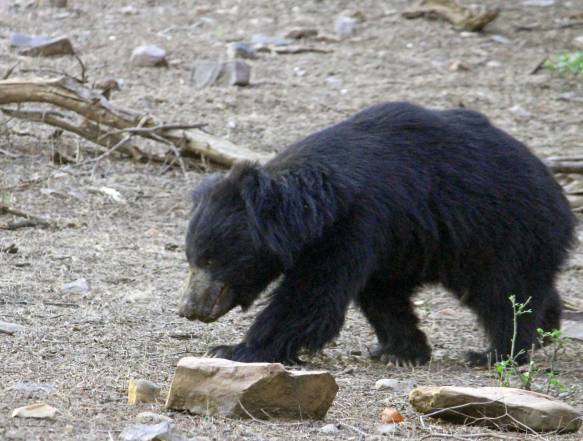 Kanha læbebjørn Sloth Bear