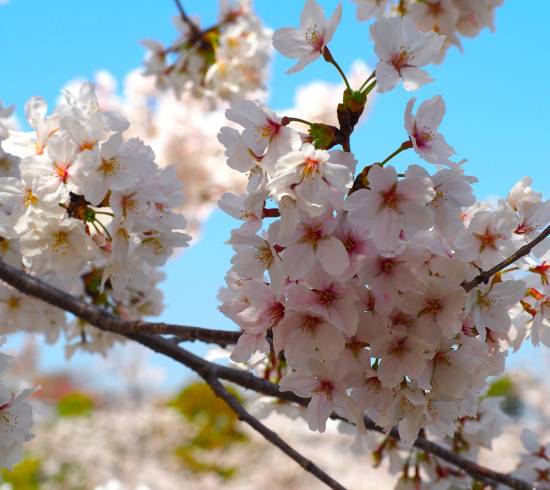Kirsebærtræer i Nagano, Japan