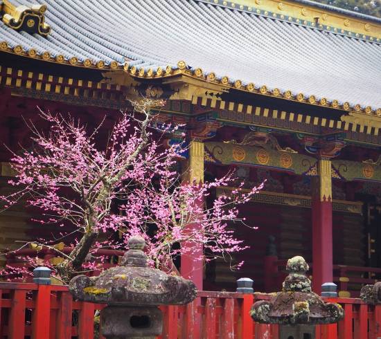 Japansk kirsebærtræ i Nikko