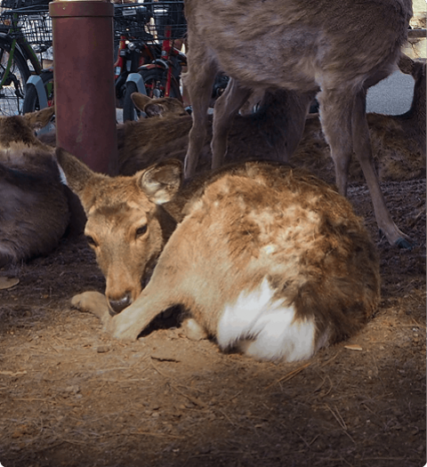 Sovende hjort i Nara Park