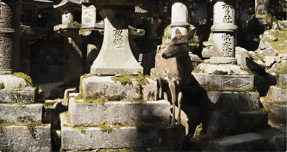 Hjort i Nara Park
