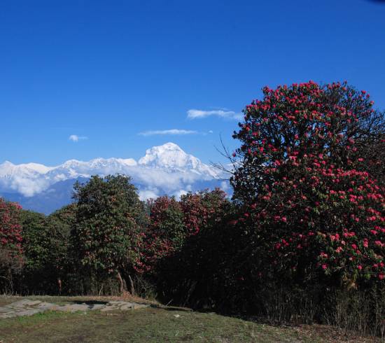 Ghorepani-Nepal