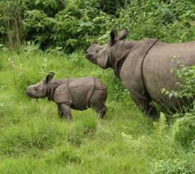 Næsehorn i Chitwan