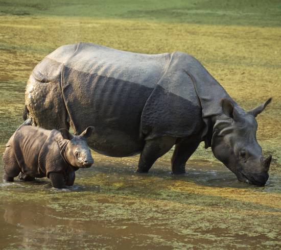 Næsehorn i Chitwan