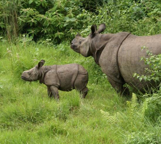 Næsehorn i Chitwan