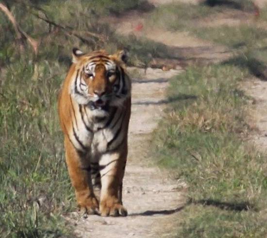 Tiger i Chitwan