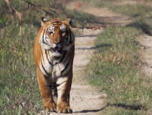 Tiger i Chitwan