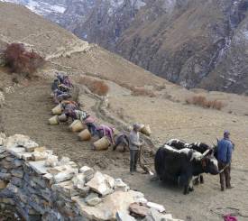 Akklimatisering i Na