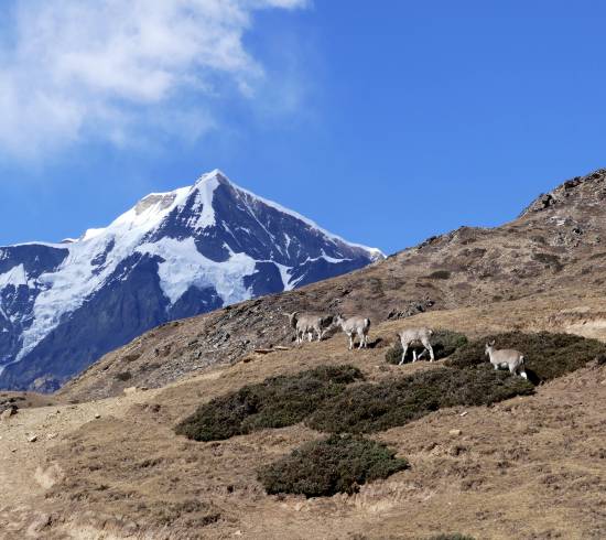 Nyeshangdalen, Pisang og Chame