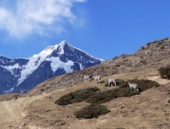 Nyeshangdalen, Pisang og Chame