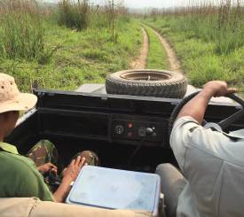 Bardia-Banke-Tiger-Nepal