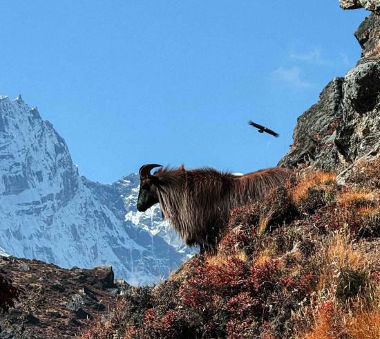 Dingboche og Nankartsang Peak