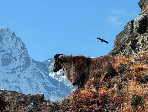 Dingboche og Nankartsang Peak