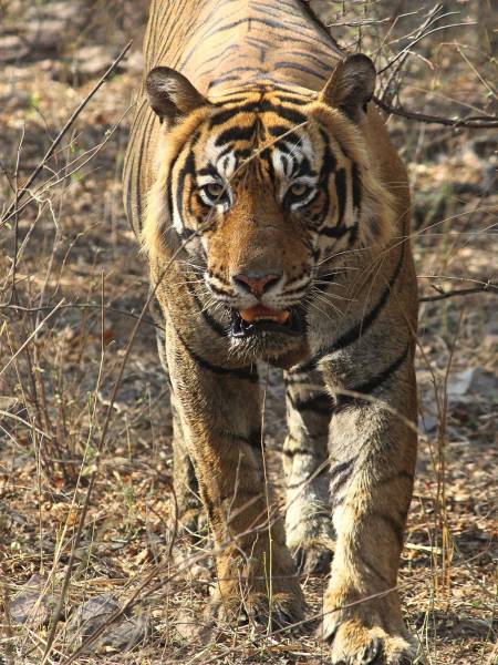 Nepal safari med dansk rejseleder