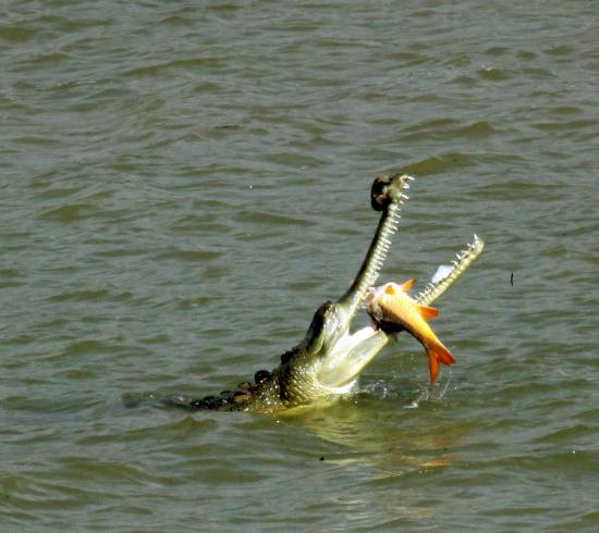 Gavial krokodiller i Bardia