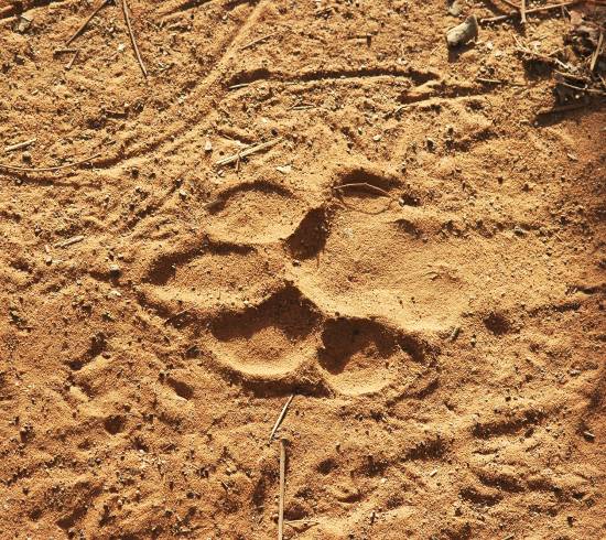 Tigerpoteaftryk i Bardia