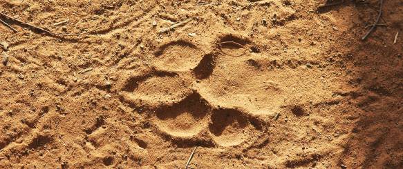 Tigerpoteaftryk i Bardia