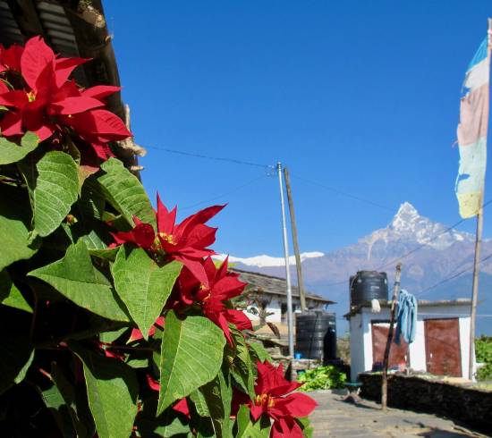 Forest camp på Mardi Himal trek