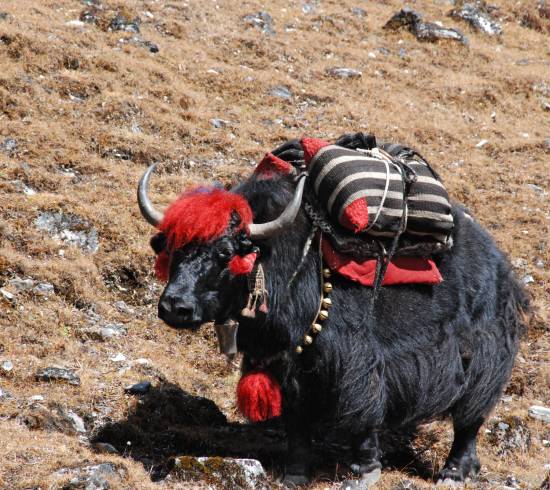 Yakokse Kanchenjunga trek