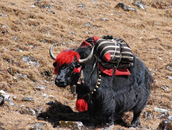Yakokse Kanchenjunga trek