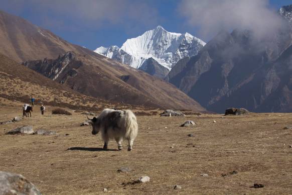 Langtang trekking i Nepal