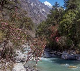Bamboo Lama Hotel Langtang