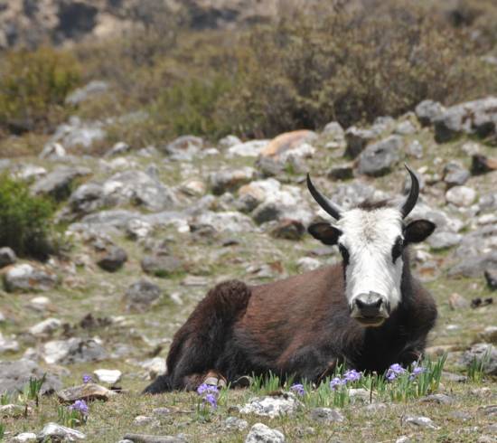 Ghore Tabela, på kanten af Himalaya
