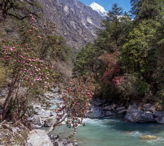 Bamboo Lama Hotel Langtang