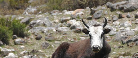 Ghore Tabela, på kanten af Himalaya