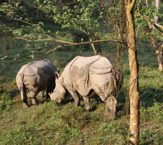Næsehorn Chitwan